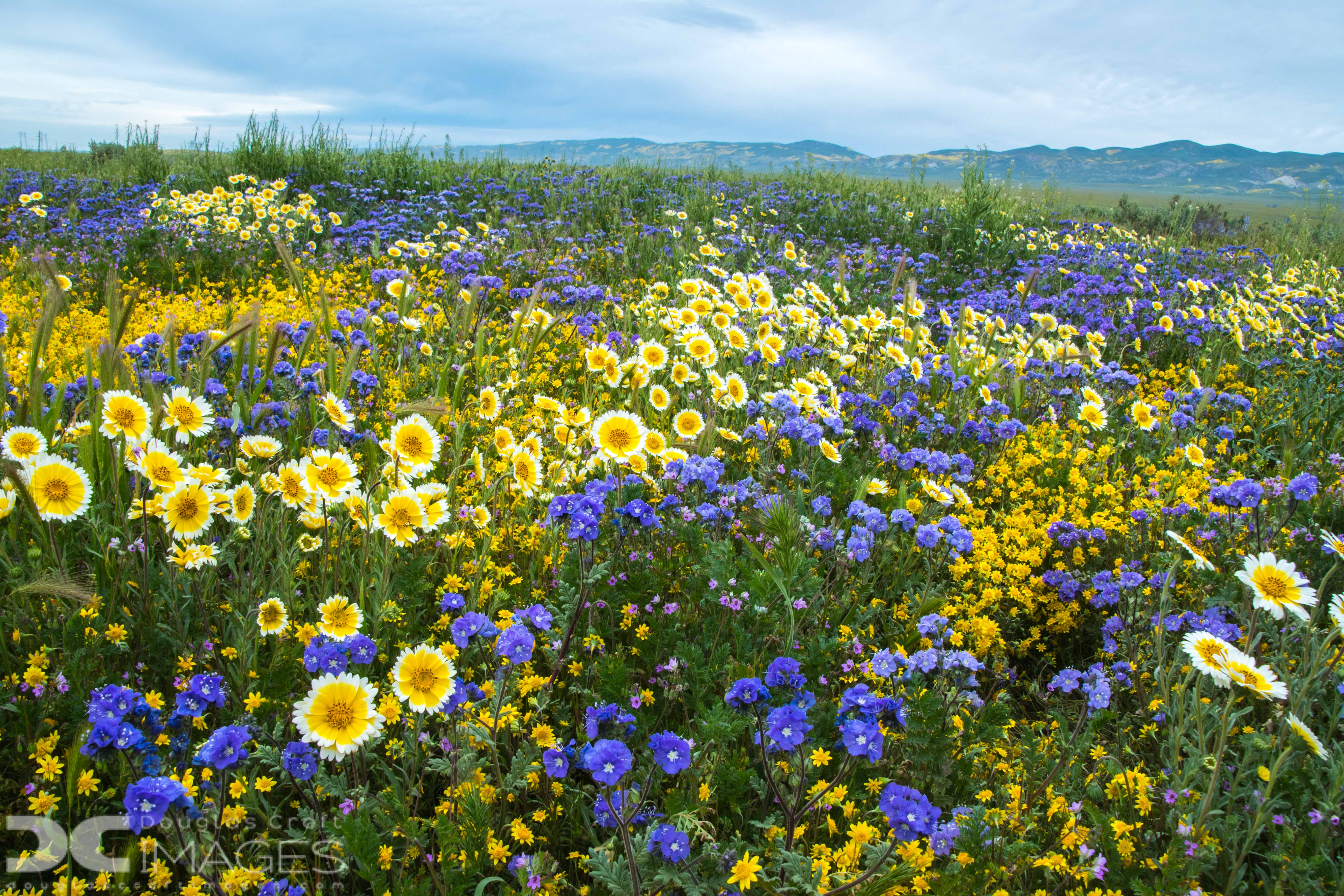 Super Bloom at the Carrizo Plain Shutterbug